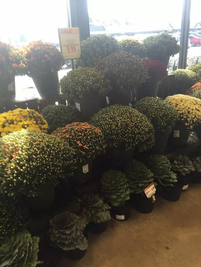 Whole Foods Market