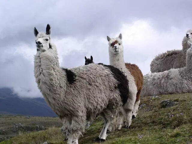 Andean Touring