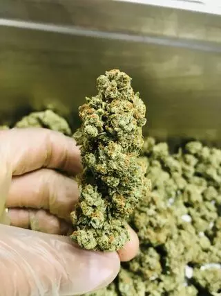 Cannabis Trimming