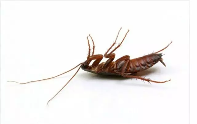 Fighter Pest Control