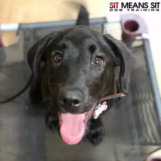 Sit Means Sit Tulsa
