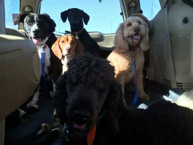 A Peaceful Pack