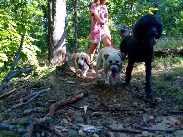 A Peaceful Pack