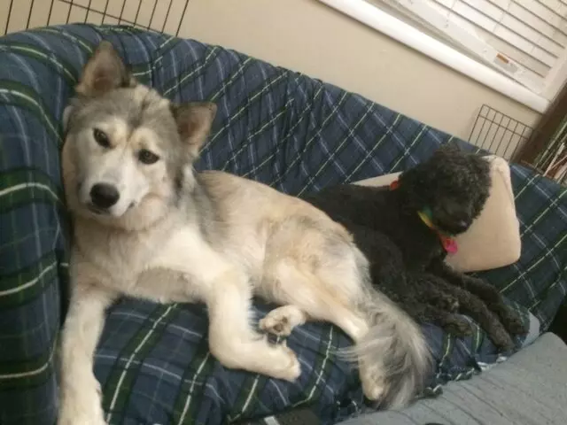 A Peaceful Pack