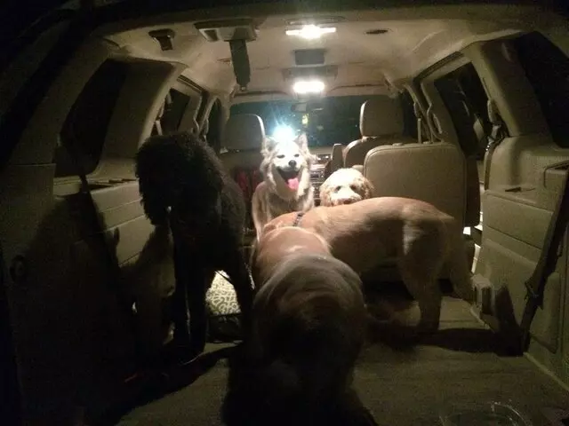 A Peaceful Pack