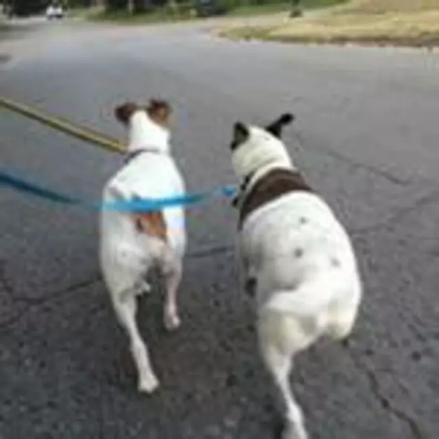 A Peaceful Pack