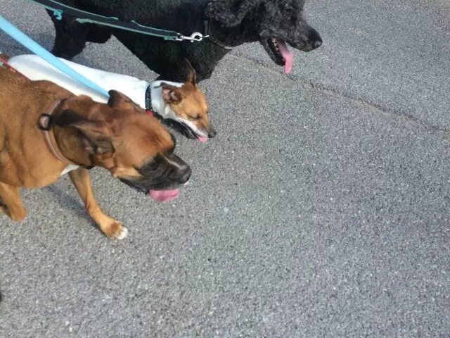A Peaceful Pack
