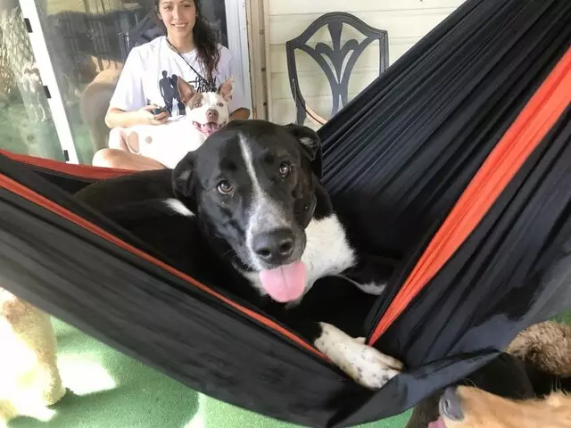 A Peaceful Pack