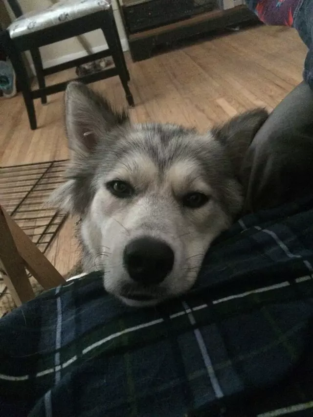A Peaceful Pack