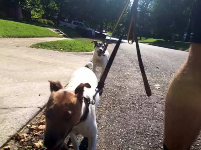 A Peaceful Pack
