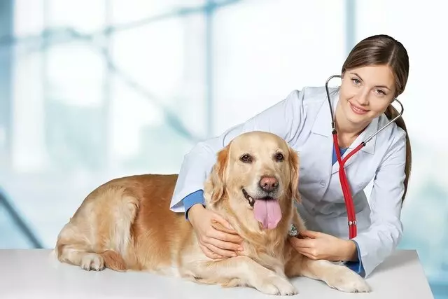 Affordable Vet