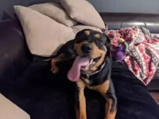 Tulsa SPCA