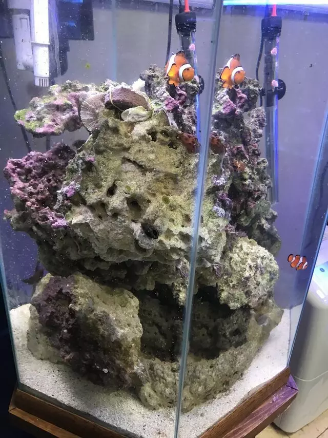 Aquarium Oddballs
