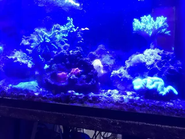 Aquarium Oddballs