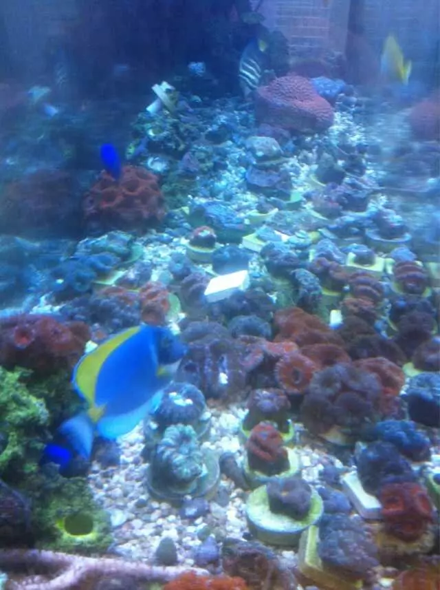Aquarium Oddballs
