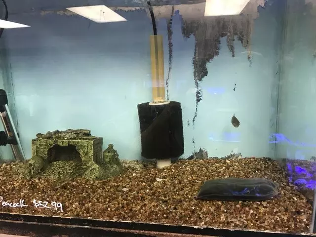 Aquarium Oddballs