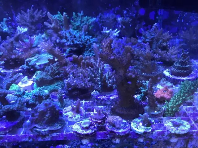Aquarium Oddballs