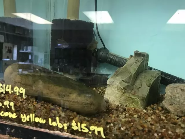 Aquarium Oddballs
