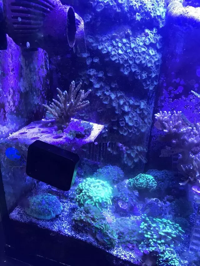 Aquarium Oddballs
