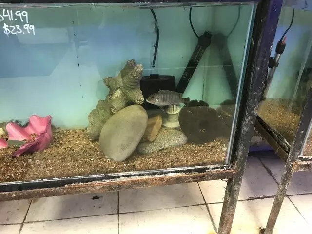 Aquarium Oddballs