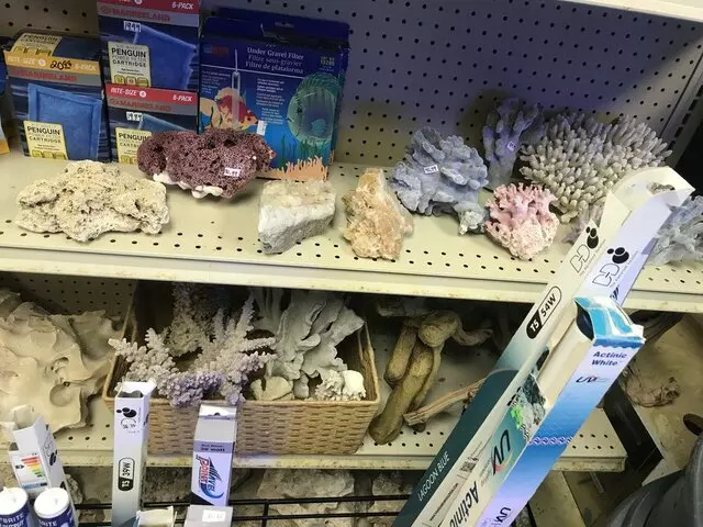 Aquarium Oddballs