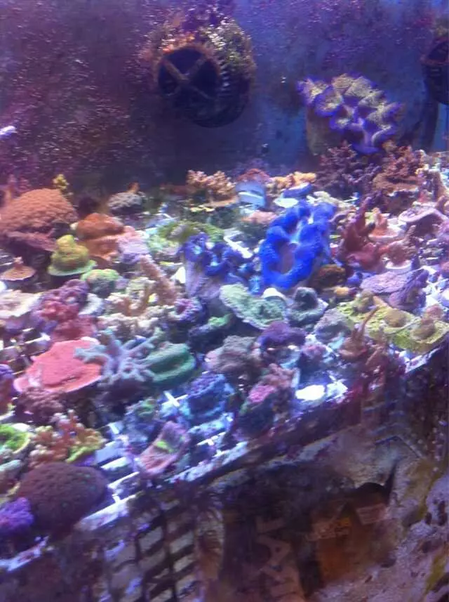 Aquarium Oddballs