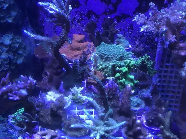Aquarium Oddballs
