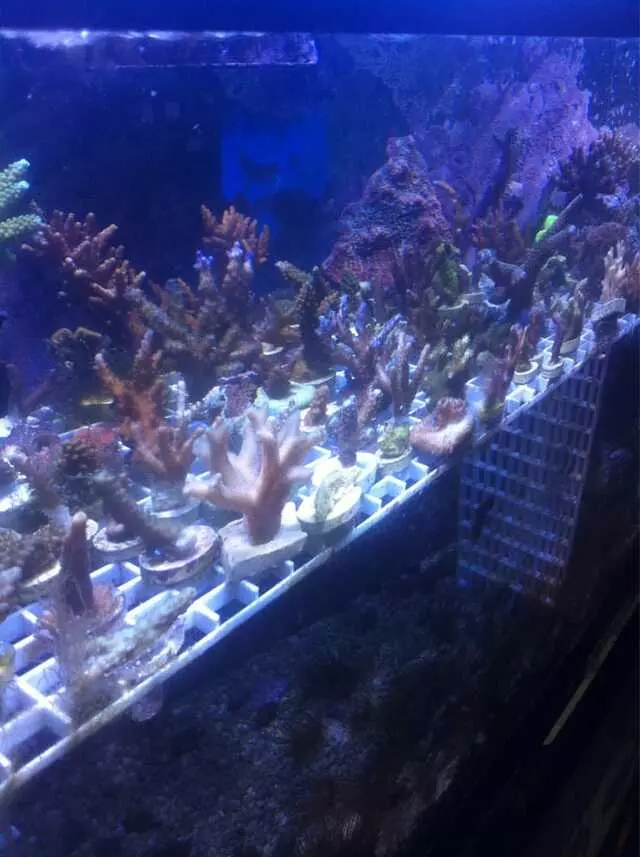 Aquarium Oddballs