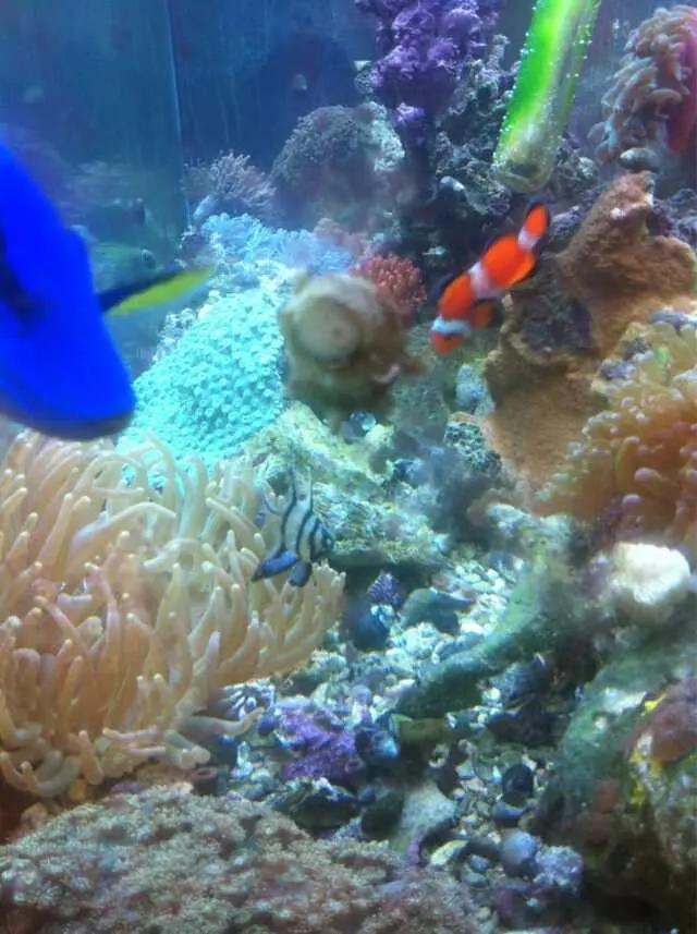 Aquarium Oddballs