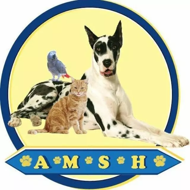 Animal Medical And Surgical Hospital