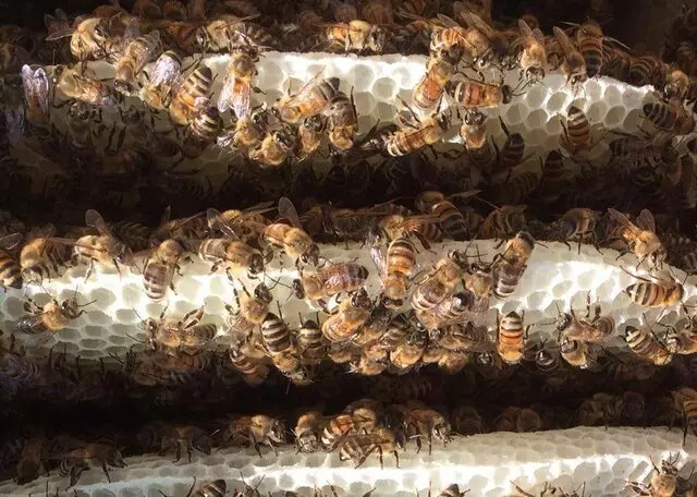 Shadow Mountain Honey Company
