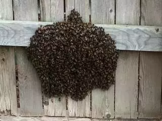 Shadow Mountain Honey Company