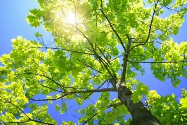 2 Brother’s Tree Service
