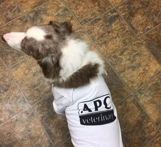 Affordable Pet Care Veterinary Clinic - Tulsa