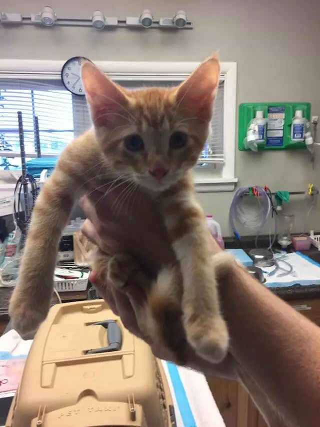 Affordable Pet Care Veterinary Clinic - Tulsa