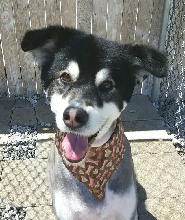 Aurora Kennel