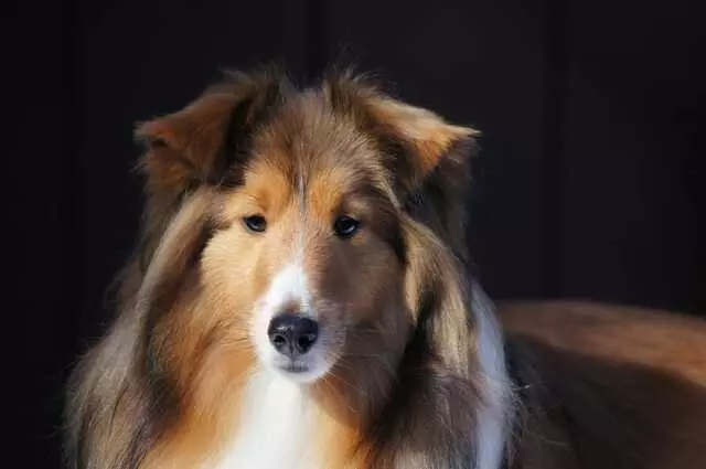 Aurora Kennel