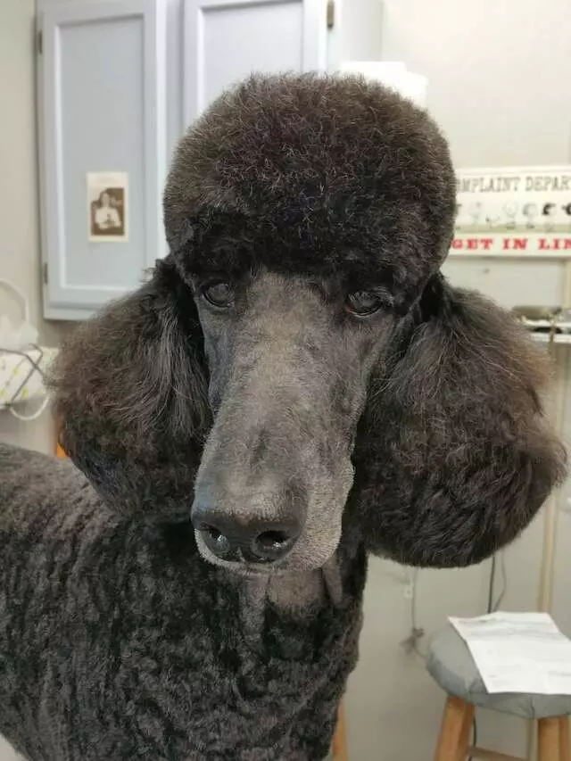 Aurora Kennel