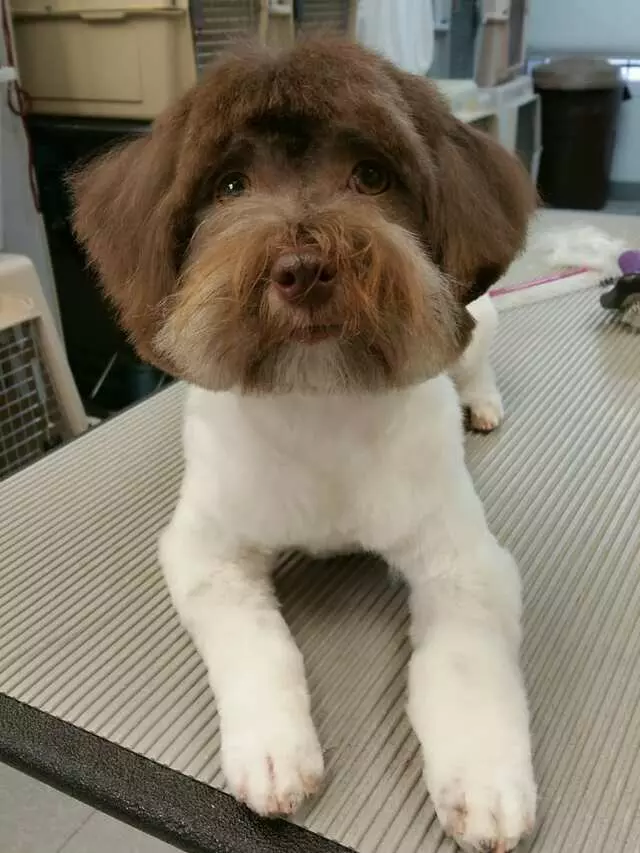 Aurora Kennel
