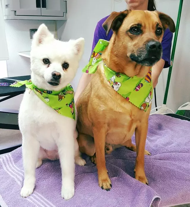 Aurora Kennel