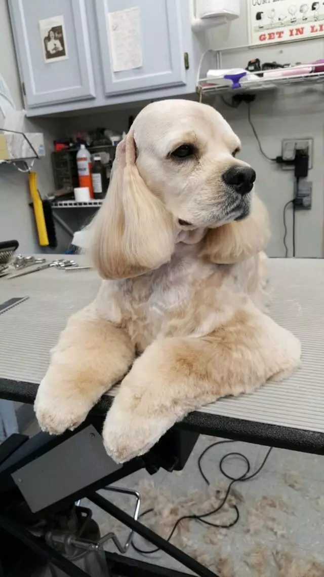 Aurora Kennel