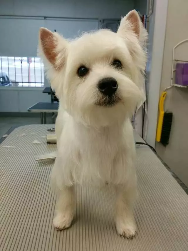 Aurora Kennel