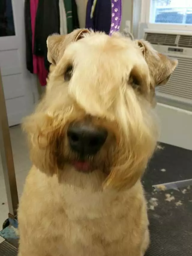 Aurora Kennel