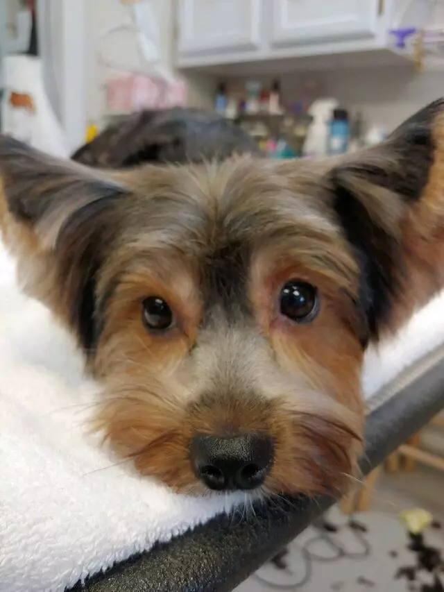 Aurora Kennel