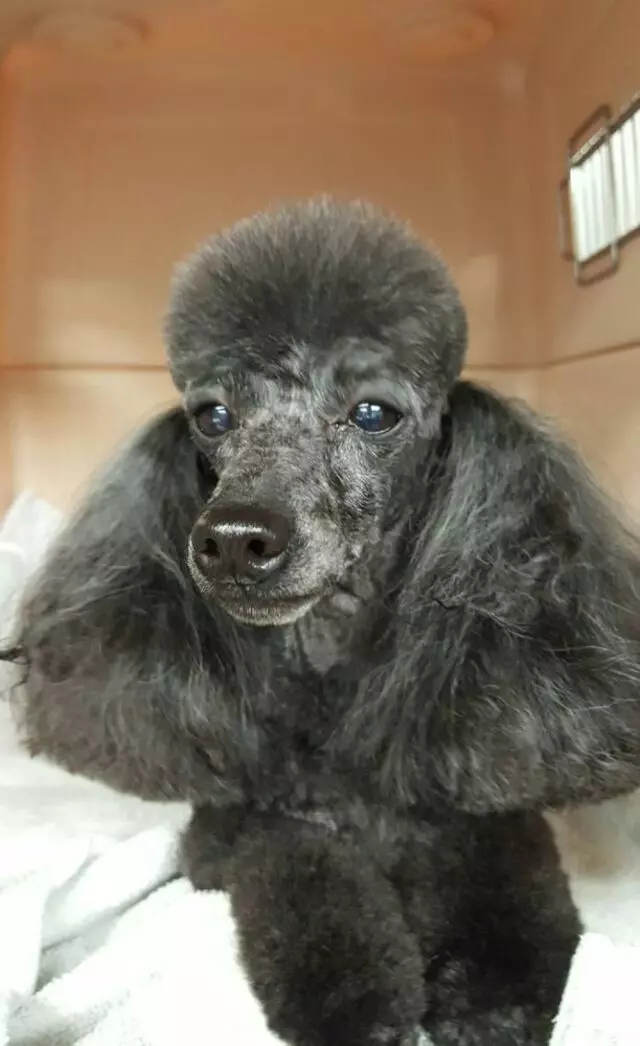 Aurora Kennel