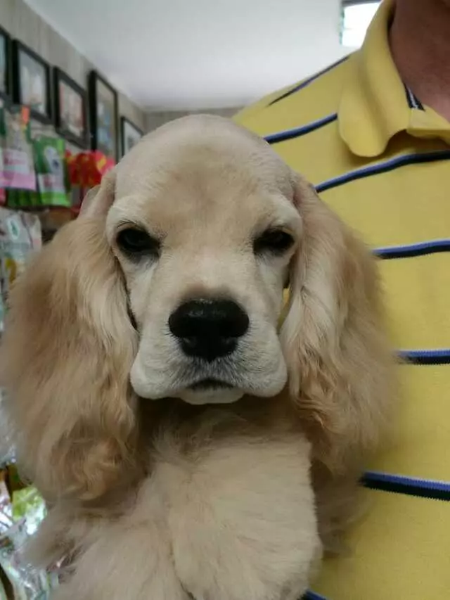 Aurora Kennel