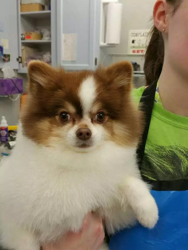 Aurora Kennel