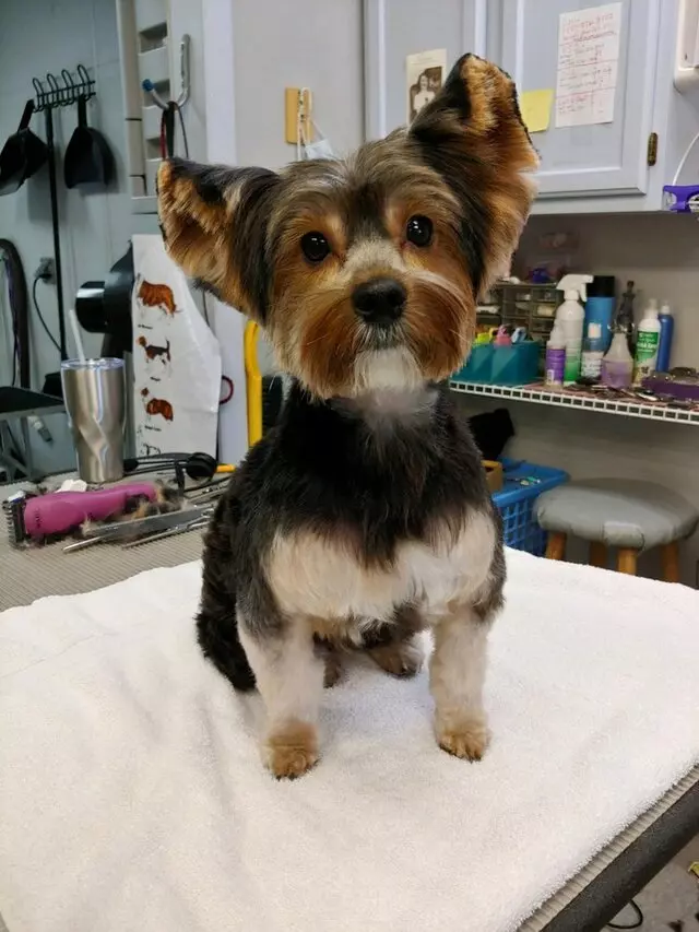 Aurora Kennel