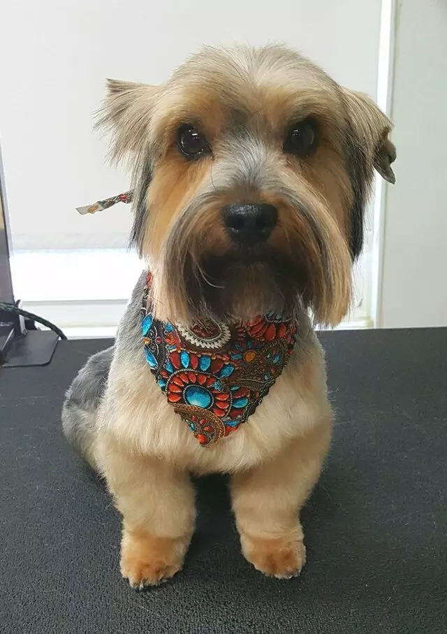Aurora Kennel