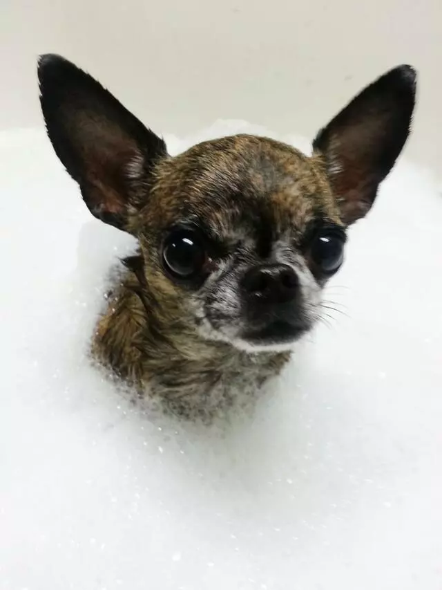 Aurora Kennel